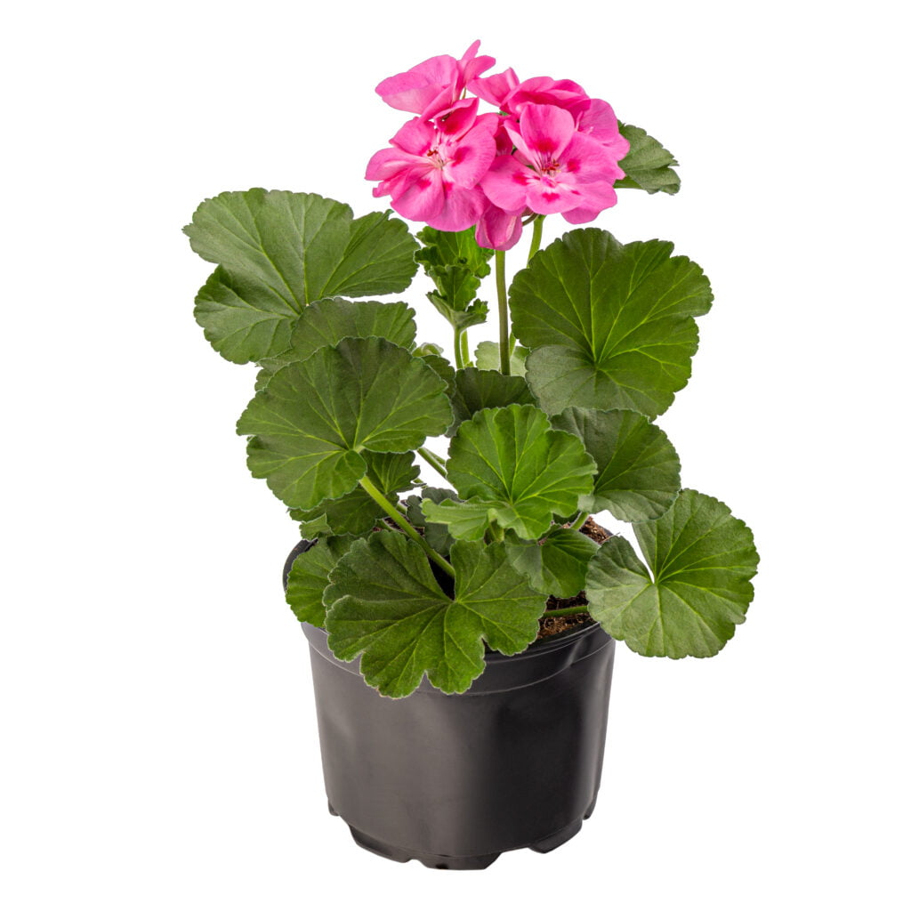 Geranium Indoor Plant