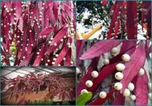 Mistletoe Cactus Plant