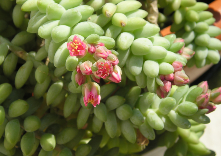 Donkeys Tail Sedum morganianum2