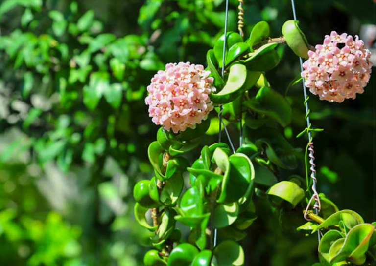 Hindu Rope Plant