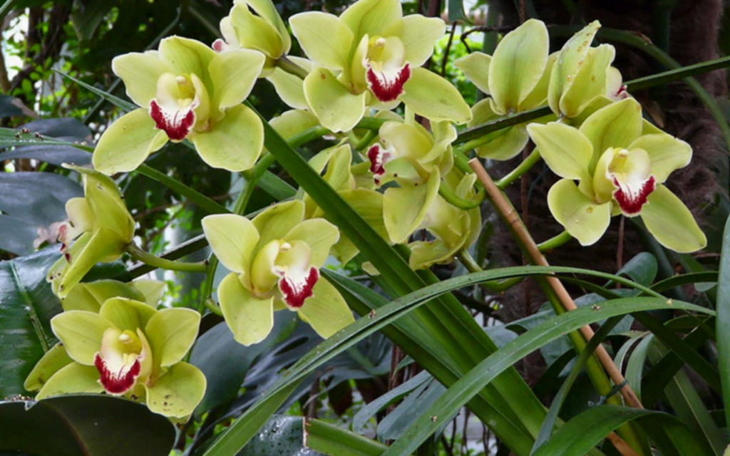 Indoor Cymbidium Orchid