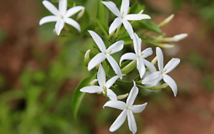 Jasmine Plants