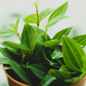 Radiator Plant Peperomia