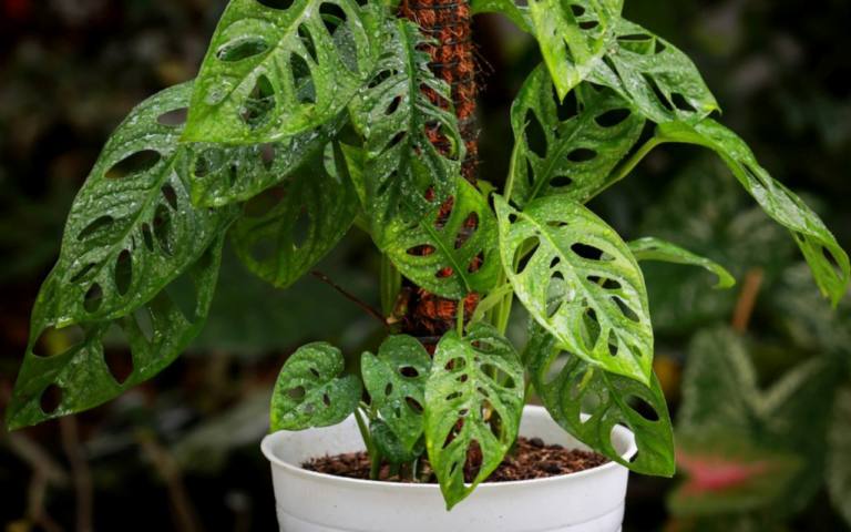 The Indoor Swiss Cheese Plant