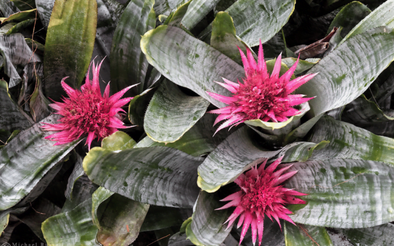 Urn Plant Aechmea fasciata