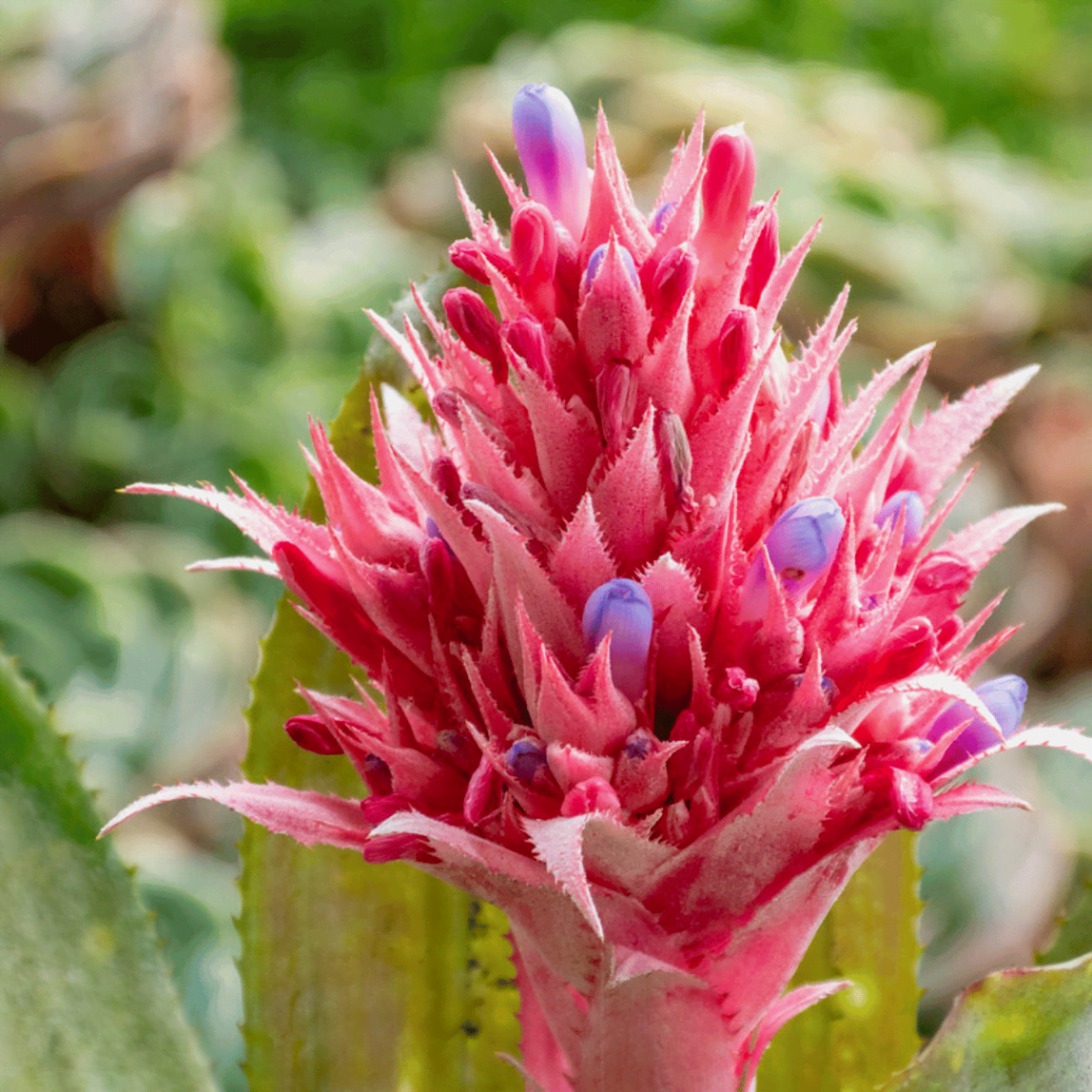 Urn Plant Aechmea fasciata3