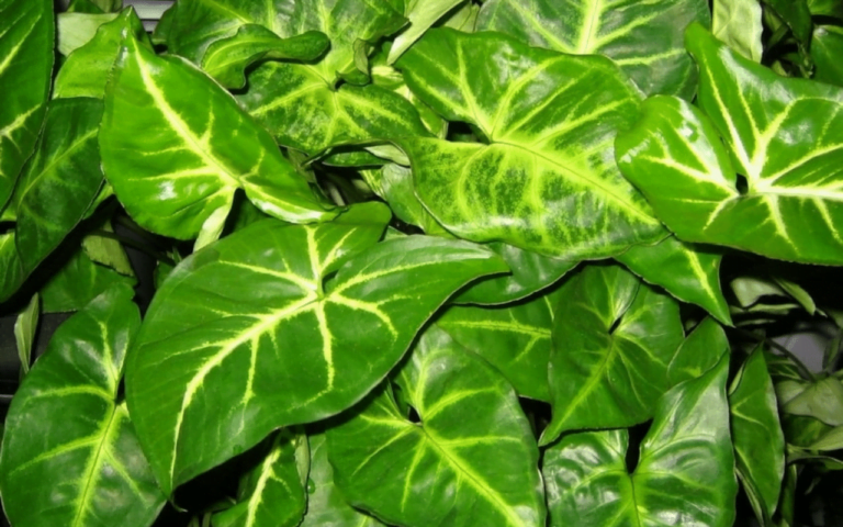 Arrowhead Plant2