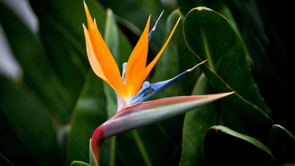 Bird of Paradise