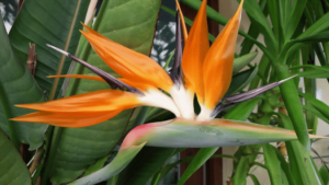 Bird of Paradise5