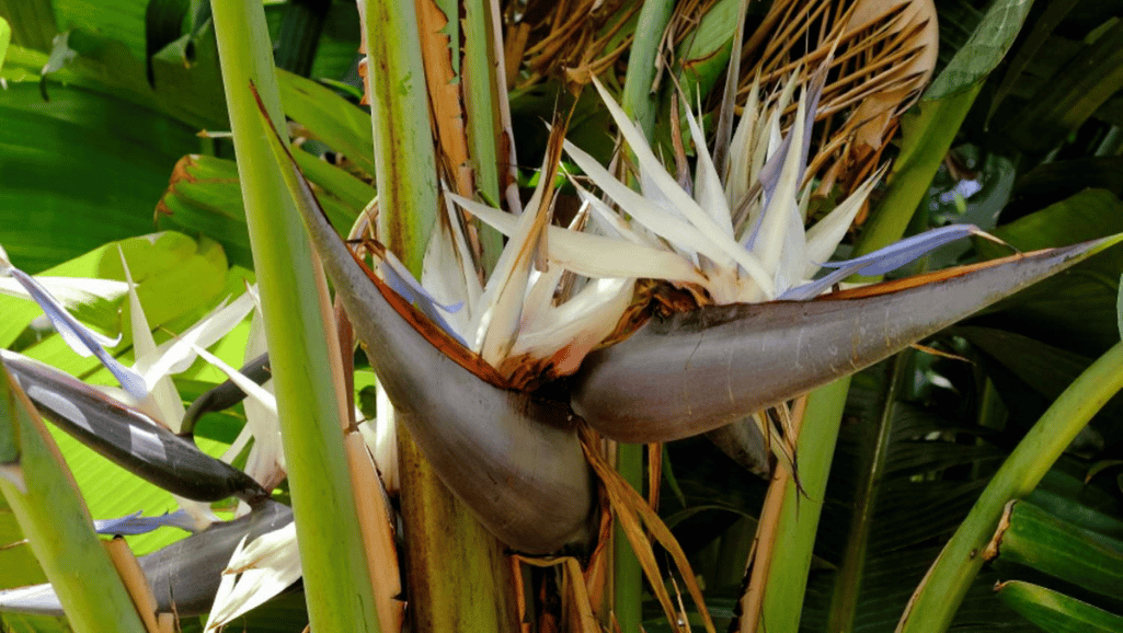 Bird of Paradise