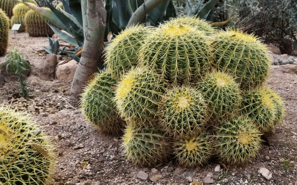 Golden Barrel Cactus