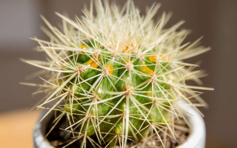 Golden Barrel Cactus2