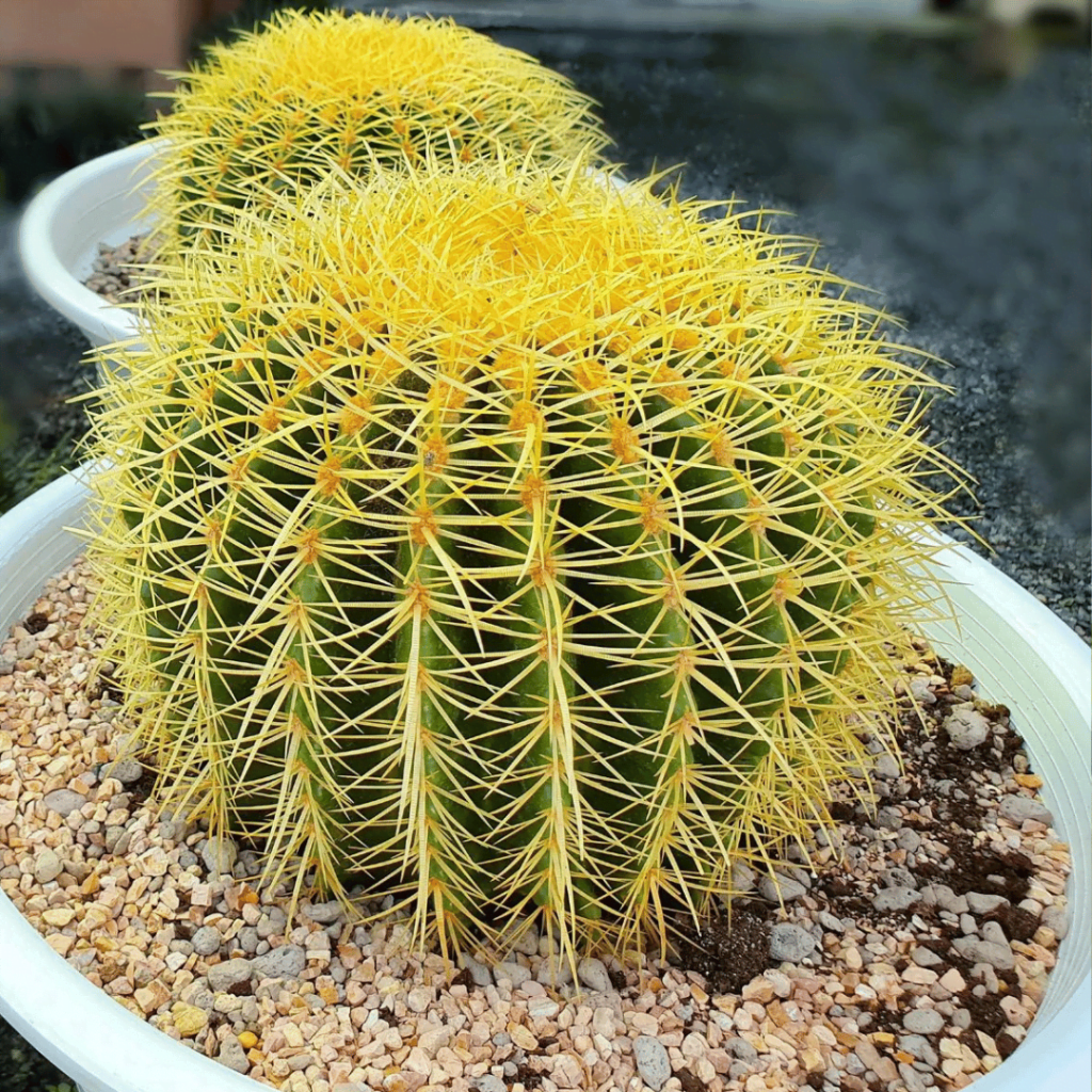 Golden Barrel Cactus