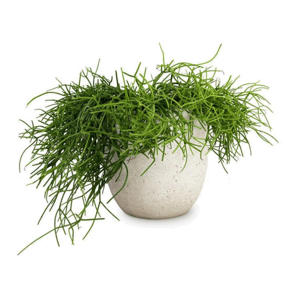 Indoor Plant Rhipsalis2