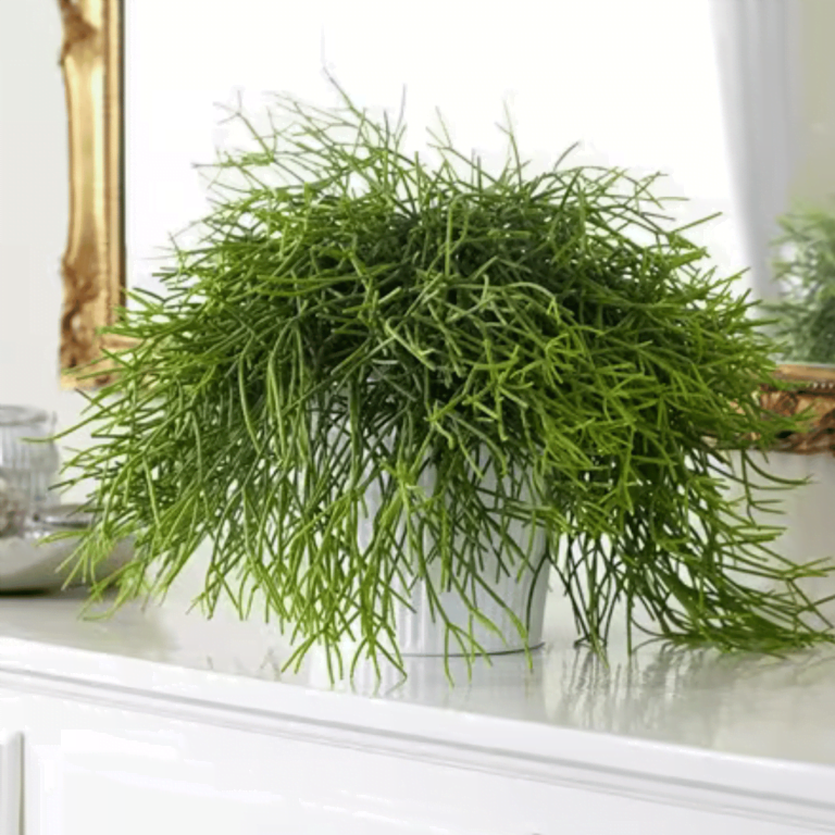 Indoor Plant Rhipsalis3