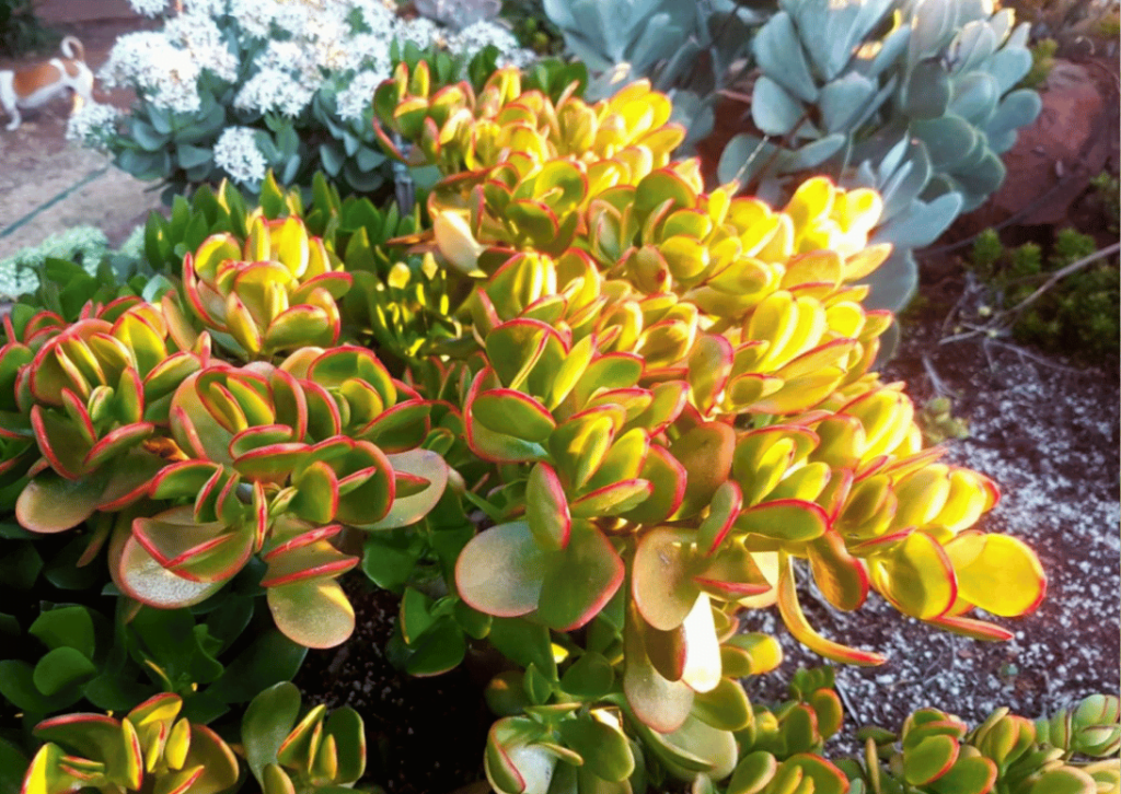 Jade Plant (Crassula ovata)