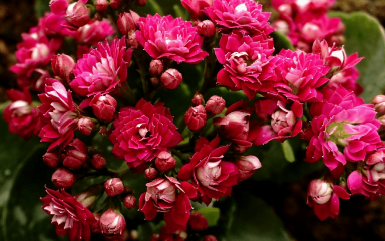 Kalanchoe Indoor Plant2