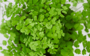 Maidenhair Fern