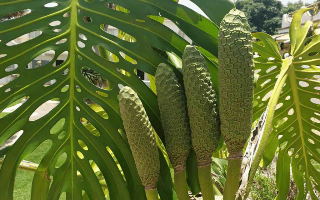 Large Monstera Deliciosa