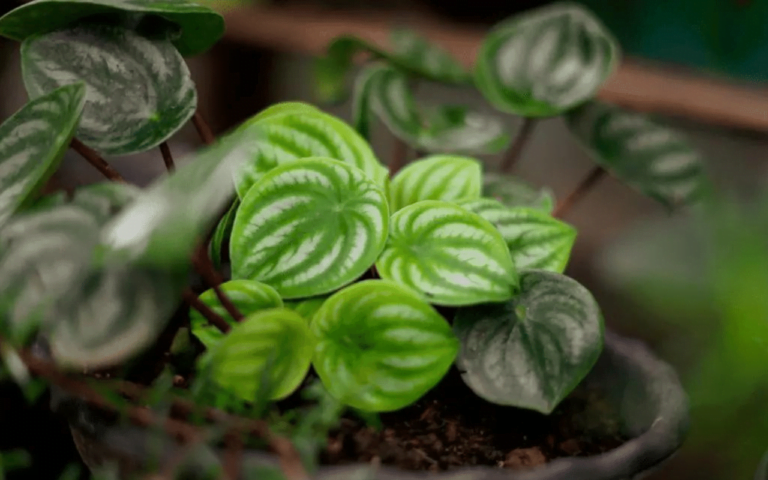 Peperomia 3