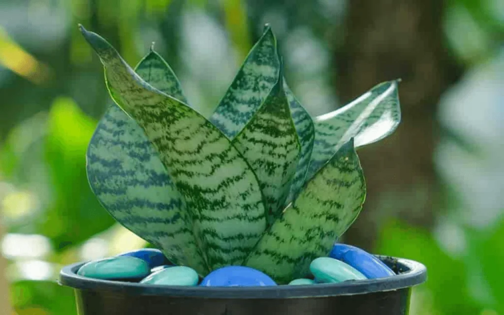 Snake Plant