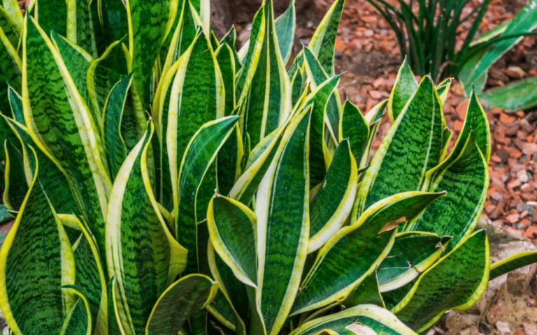 Snake Plant Sansevieria trifasciata2