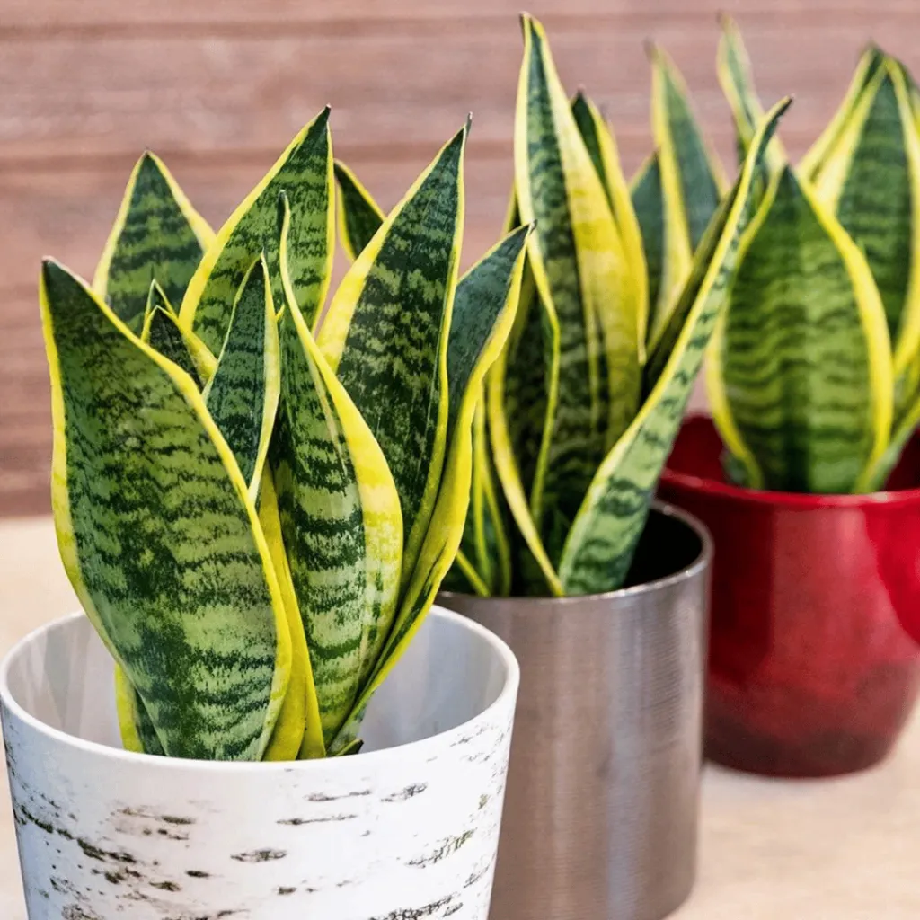 Snake Plant