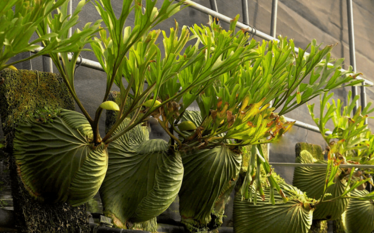 Staghorn Fern plant