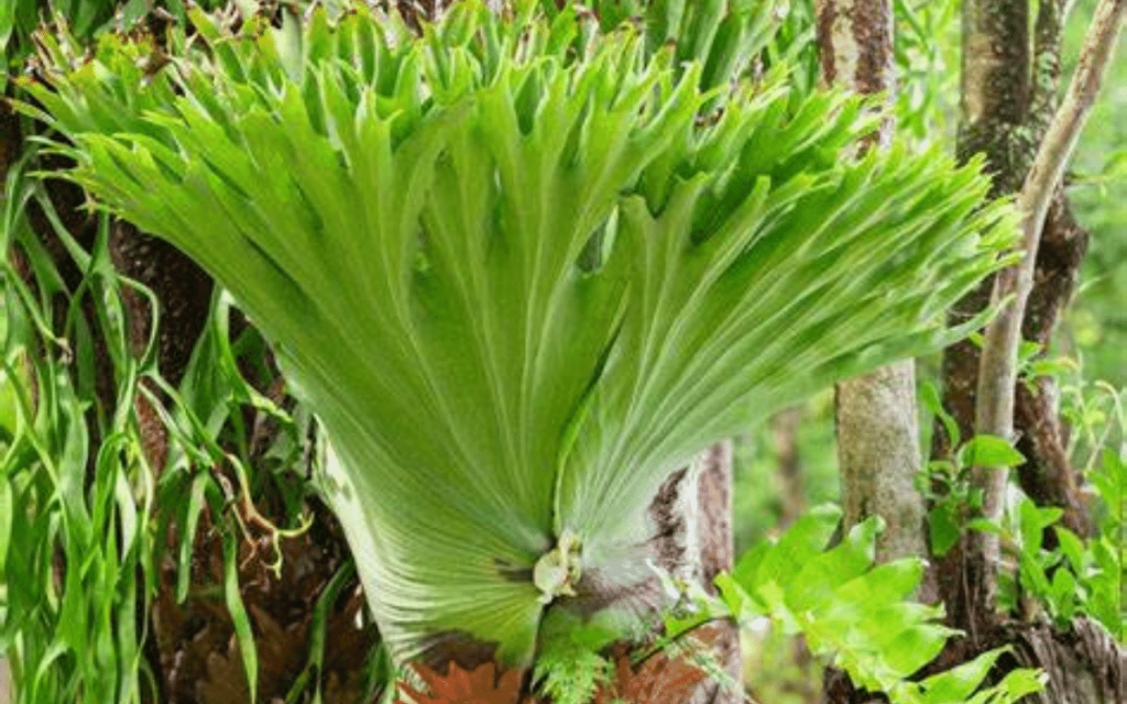 Indoor Staghorn Fern