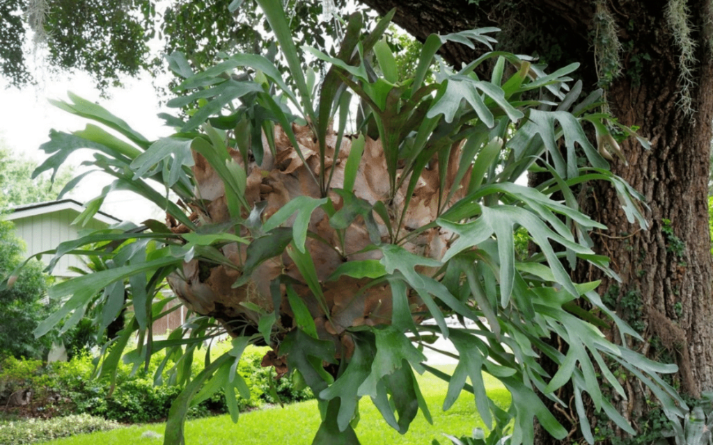 Indoor Staghorn Fern