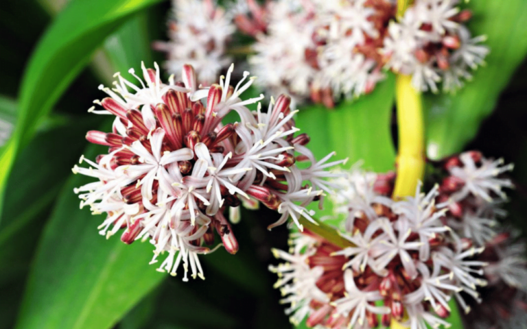 The Corn Plant Dracaena fragrans9