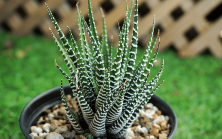 The Elegant Zebra Plant Haworthia5