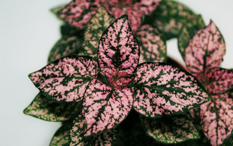 The Polka Dot Plant2