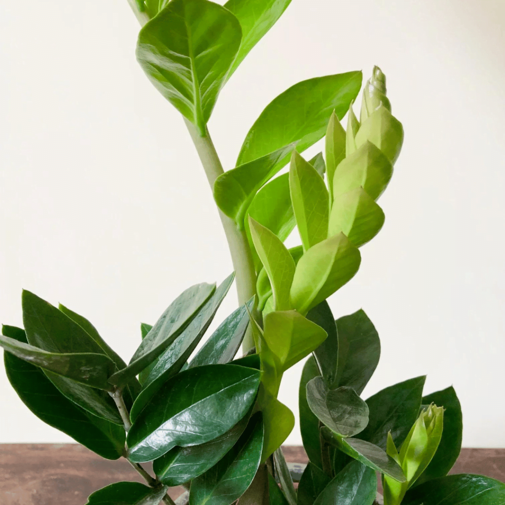 ZZ Plant (Zamioculcas zamiifolia)