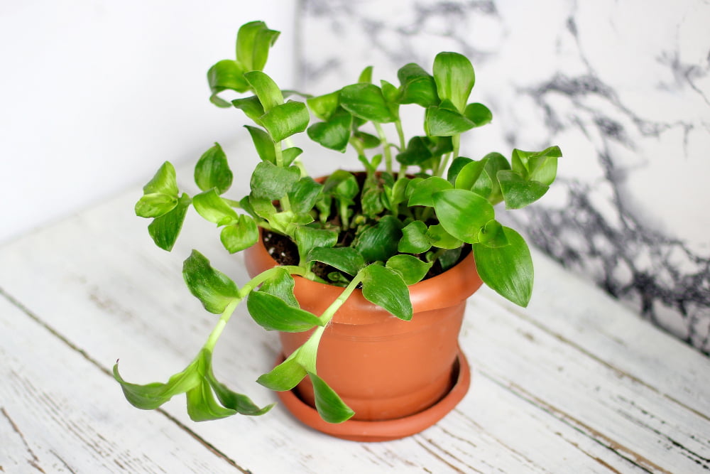 Pothos (Epipremnum aureum)