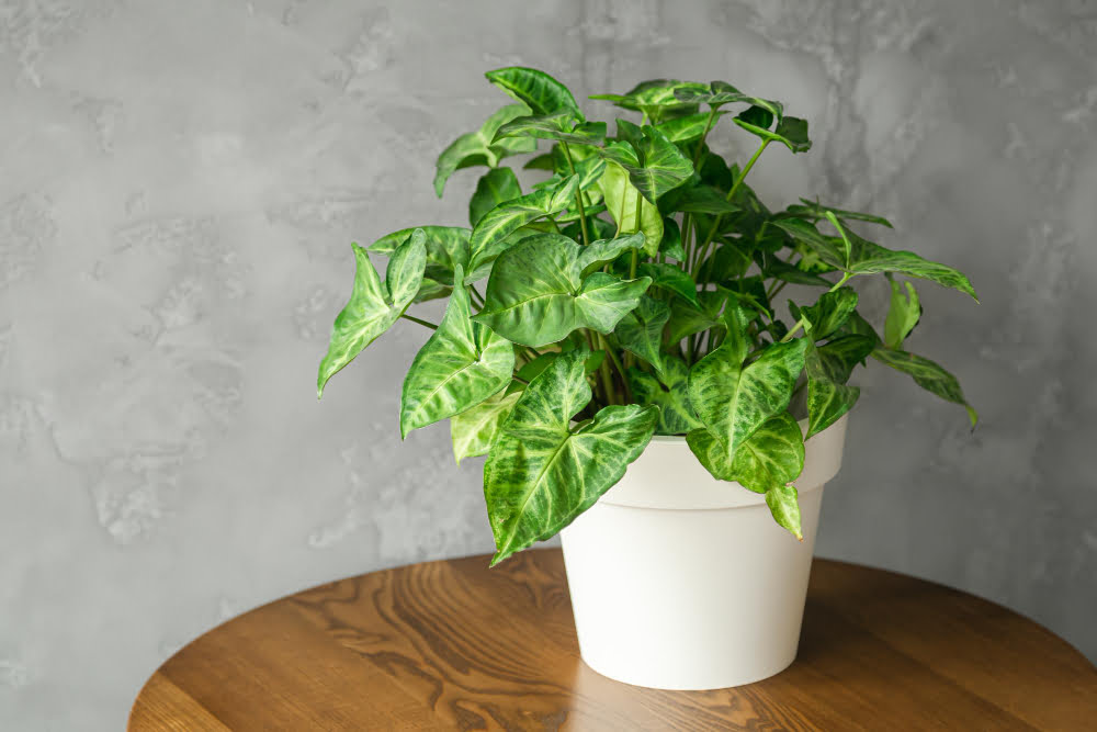 Pothos (Epipremnum aureum)