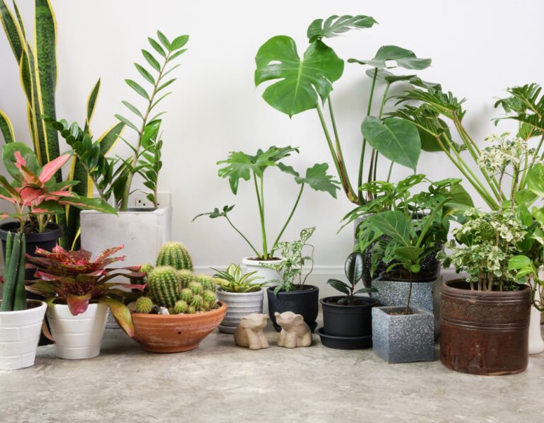 best indoor plants