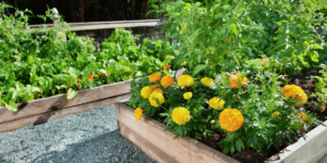 Modern Raised Garden Bed Ideas