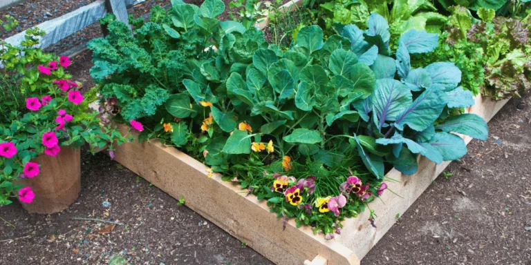 Pictures of Raised Garden Beds