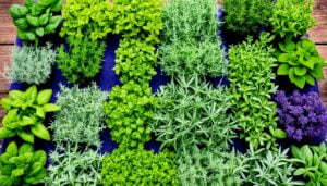 herbs to plant in a garden