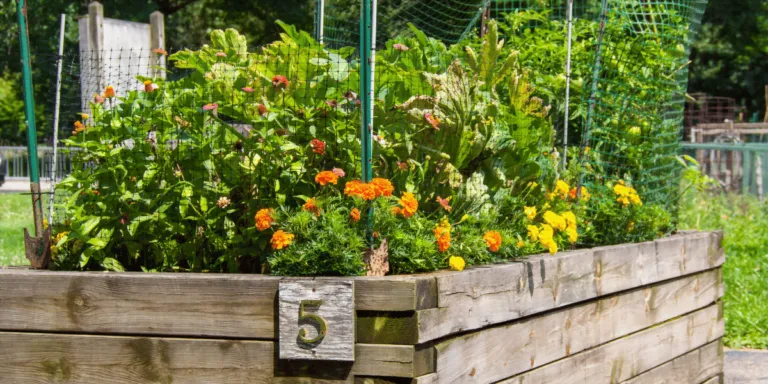 Best Raised Garden Bed Design Optimize Your Garden 1 Best Raised Garden Bed Design Optimize Your Garden