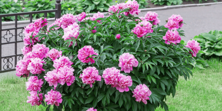 Big Ball Flowers Stunning Blooms for Your Garden