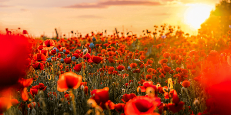 Big Bloom Flowers Enhance Your Garden's Beauty