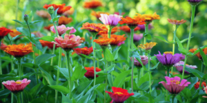 Colorful Small Flowers with Brighten Gardens