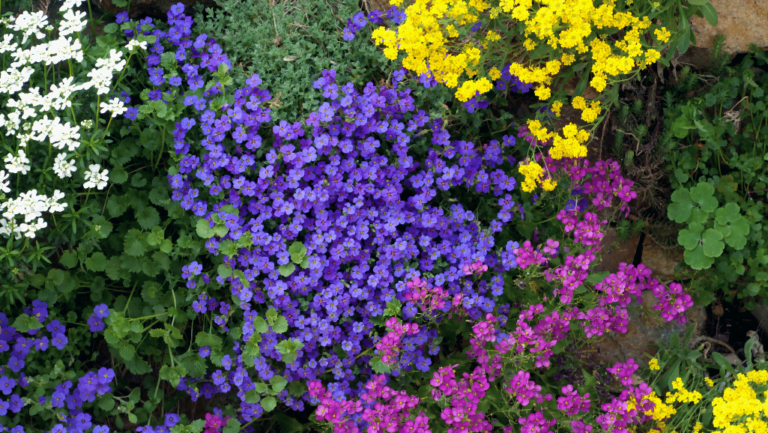 Groundcover Flowers